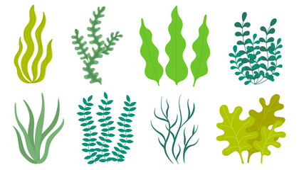 set of algae in a simple style. vector illustration in cartoon style - obrazy, fototapety, plakaty