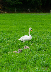 swan on the grass