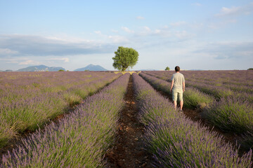 homme dans les champs de lavandes en fleurs - France