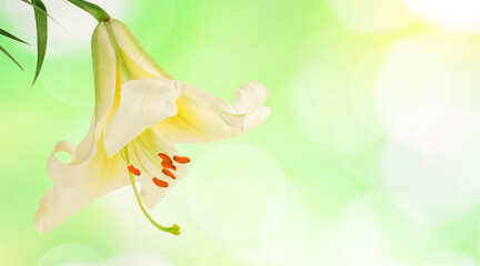 One lily (Lilium auratum) flower on the abstract background. Soft focus, panoramic.
