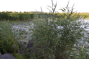 flowers growing in the water, reeds, lake