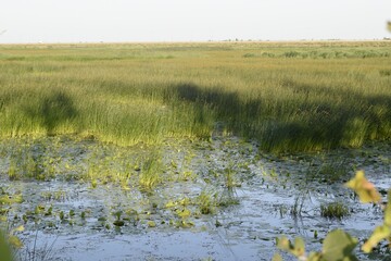 flowers growing in the water, reeds, lake