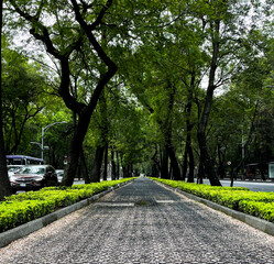 Ciclovía con árboles