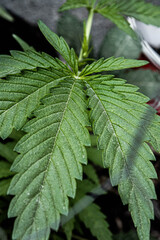 Amnesia Haze Cannabis Leaf