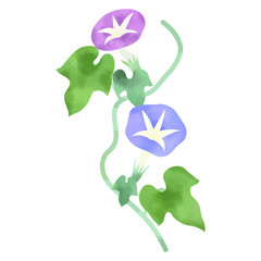 Watercolor style illustration of Morning glory (white background, vector, cut out)