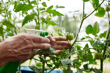 Old man gardening in home greenhouse. Men's hands hold spray bottle and watering the tomato plant