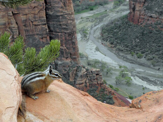 Cute  uinta  chipmunk perched  on a narrow ledge high above the river on the dangerous angel’s...