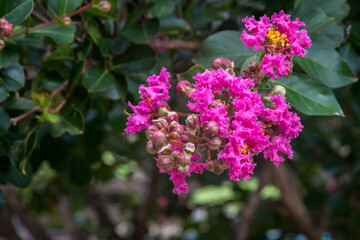 Colorful Crepe  myrtles dark pink flowers