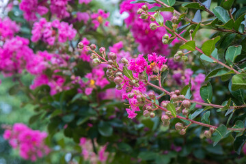 The Crepe Myrtles flowers are vibrant in summer