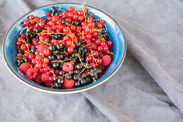 Red and black currant and loganberries on the blue plate and gray background. Large group of berries.