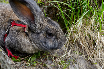 Big rabbit in forest. Lovely and lively bunny in nature