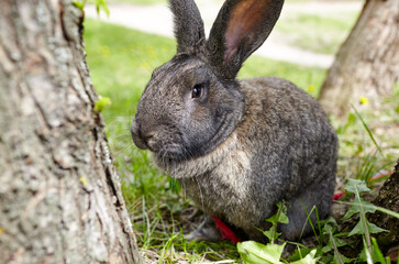 Big rabbit in forest. Lovely and lively bunny in nature