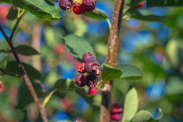 Sweet purple shadberry berries are spiced on a bush in the forest or in the garden in summer in the sunlight and glare