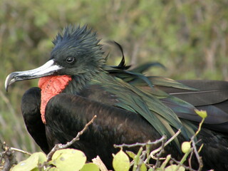 male magnificent Frigate bird 
with  his red gular pouch  in the galapagos islands, ecuador, south...