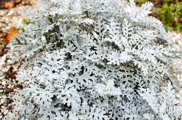 Beautiful Silver dust Cineraria maritima in the garden, autumn time, closeup. Natural background of cineraria maritima, selective focus.