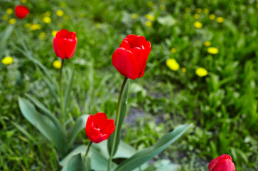 Beautiful tulip flowers blooming in a garden. Beauty tulip plant in the spring garden in rays of sunlight in nature. Blur background with bokeh image, selective focus