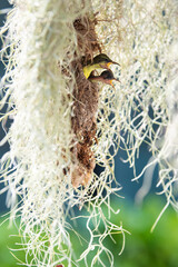 Baby olive-backed sunbirds wait to be fed by their parents