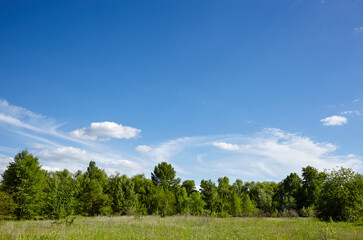 Bright summer forest against the sky and meadows. Beautiful landscape of green trees and blue sky background