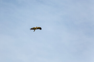 Hieraaetus pennatus. Booted Eagle in flight.