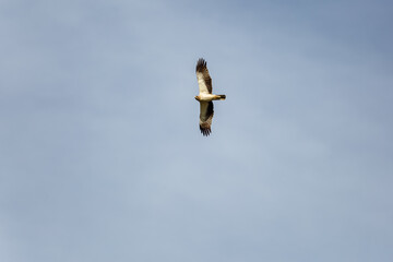 Hieraaetus pennatus. View of the bottom of the Booted Eagle in flight.