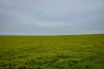 Obraz na płótnie Canvas Vast green steppe in Kalmykia