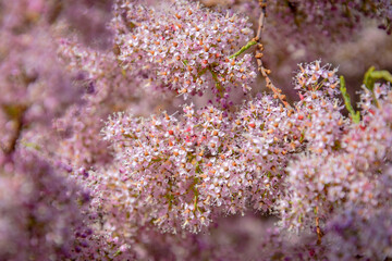 Purple flower bloom in a spring steppe
