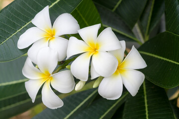 close-up image of leelawadee flowers