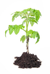 Seedling of cherry tomato with a root cover and soil. Isolated on white background.