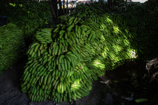 Green bananas 