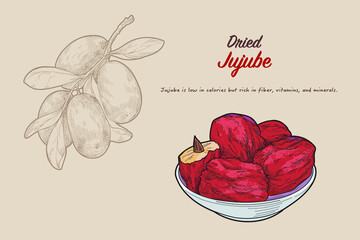 Hand-drawn vector illustration of healthy fruits jujube by retro style, drawing by engraved dot and line. include fresh and dried type. - obrazy, fototapety, plakaty