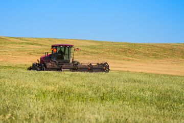 Fototapeta premium A tractor with a front reaper mows wheat in a field under wheat hay. Copy space.