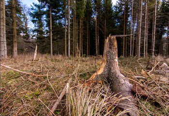 The rest of the stump of a broken tree after a windstorm