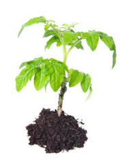 Small seedling of cherry tomato with a root cover and soil. Isolated on white background.