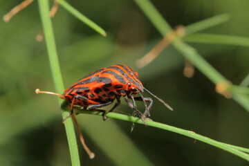 italian bedbug