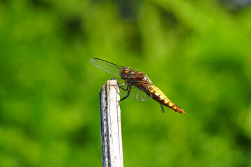 Female Libellula depressa, the broad-bodied chaser or broad-bodied darter of the family Libellulidae. From the side. On a stick with a faded yew hedge in the background. Dutch garden, July