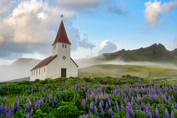Vik i Myrdal Church among lupine flowers in full bloom in spring, beautiful misty morning and blue sky, fresh and relaxing atmosphere in Vik. Iceland