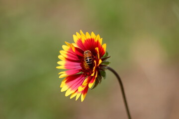 bee on flower