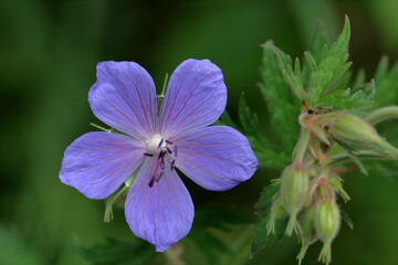 Obraz premium flower in the forest