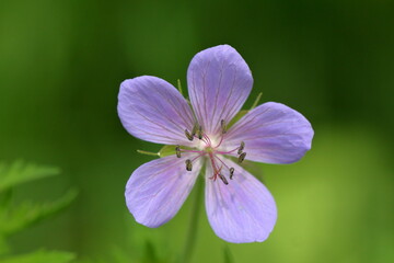 Obraz premium flower in the forest