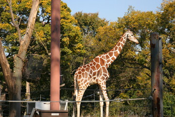 日本一楽しい　天王寺動物園
