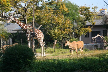 Naklejka premium 日本一楽しい 天王寺動物園