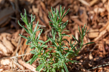 Close up texture view of a green needle rosemary herb plant in a sunny summer garden, with cedar bark mulch