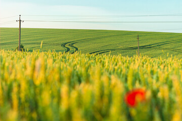 Field of wheat and a poppy flower on summer morning. Ripe wheat ears and a single corn flower on...