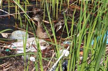 Female wild duck (Anas platyrhynchos) and her ducklings swimming among reeds and plastic garbage. Mallard duck family in polluted water. Environmental pollution and recyclable waste concepts.