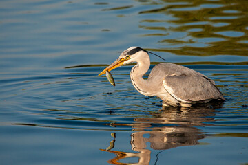A hunting Grey heron portrait with the fish it caught, taken in the early morning in London, UK