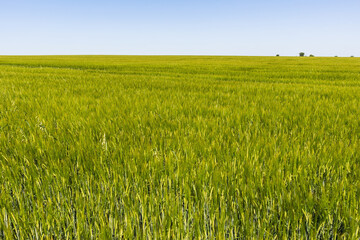 Young wheat field in sunny weather