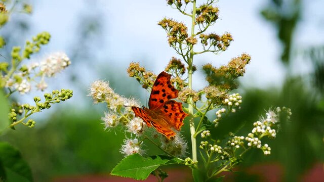 Polygonia butterfly eats nectar on a white flower.