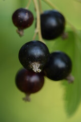Black currants on shrub closeup.