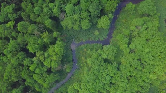 4k AERIAL: Top down view on small winding river in summer forest.