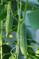 Ripe cucumbers growing in greenhouse.